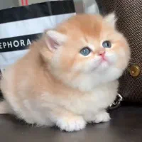 بریتیش ny12 تپلی