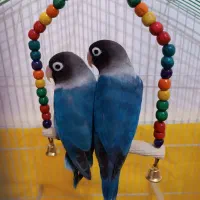 طوطی.کوتوله|پرنده|زبرخان, |دیوار