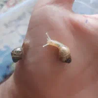 پرورش حلزون|خزنده|پارس‌آباد, |دیوار