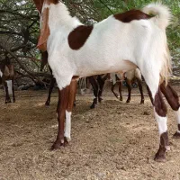 نری پاکستانی دوساله|حیوانات مزرعه|شمیل, |دیوار