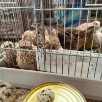 بلدرچین تخمگذار|حیوانات مزرعه|صحنه, |دیوار