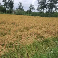 فروش برنج چمپا و طارم و فجر