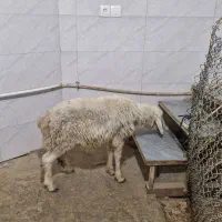 بره نر درجه یک