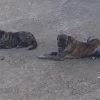 سگ دورگ|سگ|فرمهین, |دیوار