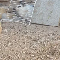 حاج خرگوش|موش و خرگوش|فیروزآباد (فارس), |دیوار