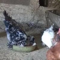 فروش مرغ تخمگذار