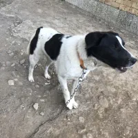 سگ محلی۸ ماهه نر