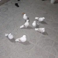 کبوتر برا فروشن