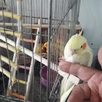 عروس دستی|پرنده|قنوات, |دیوار