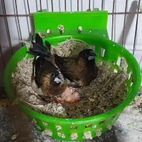 فنچ بنگالی جفت مولد|پرنده|تهران, شیوا|دیوار