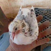 کفتر و جوجه|پرنده|پاکدشت, پاکدشت (مامازند)|دیوار