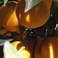 پرتقال تامسون شیرین آب دار|خوردنی و آشامیدنی|قائم‌شهر, |دیوار