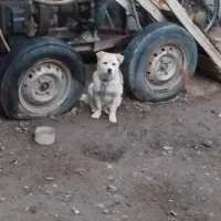 سگ پاکوتاه