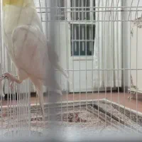 پرنده