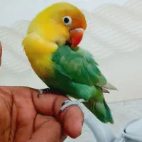 طوطی کوتوله فول دستی