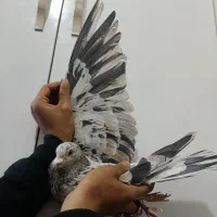 هفرنگ نر هوایی عتیقه