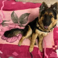 سگ ژرمن شپرد شولاین|سگ|شیراز, تندگویان|دیوار