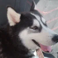 سگ هاسکی بسیار زیبا|سگ|دشتابی, |دیوار