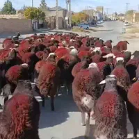 بره نر سرخ یکدست