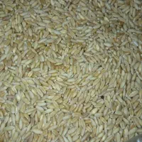 گند م (دان کبوتر و مرغ )
