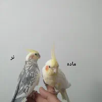 یک جفت عروس هلندی با قفس و لوازم