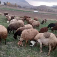 گوسفند وبره داشتی جوان