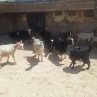 بز و بزغاله