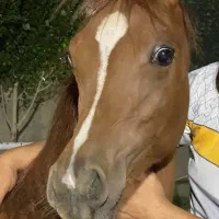 کره نریان عرب مصری ۲سر