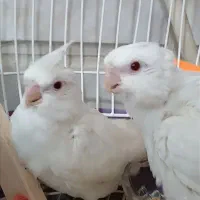 دو عدد عروس هلندی البینو|پرنده|تربتحیدریه, کاشانی|دیوار