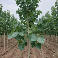 نهال صنوبر برای پروژههای بزرگ و کشاورزی صنعتی