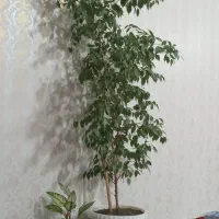 گل عالی|گل و گیاه طبیعی|اهر, |دیوار