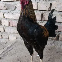 خروس دورگ
