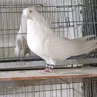 سفید چشم زرد چشم سفبد