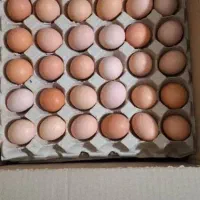 تخم مرغ محلی گلپا .ارسال از انبار قم