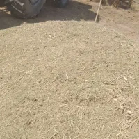 کاه خارتازه پرتخم