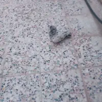 کبوتر نره|پرنده|اندیمشک, |دیوار