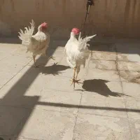خروس جوان