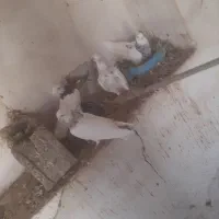 کبوتر رنگی