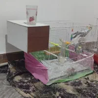 عروس هلندی|پرنده|شاهرود, |دیوار