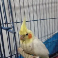 یه جفت عروس هلندی وبا دوتا جوجه وسایل کامل|پرنده|اهر, |دیوار