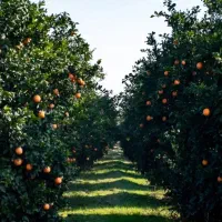 فروش مستقیم پرتقال تامسون از باغدار حدودا ۸ تن