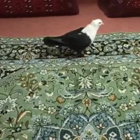 کبوتر کربلای سرسفید