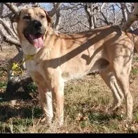 سگ پژدر اصیل|سگ|سیرجان, |دیوار