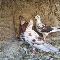 کبوتر|پرنده|اصفهان, امیرعرب|دیوار
