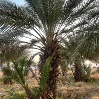 زمین  کشاورزی درخت پیارم