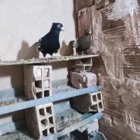 کبوتر جفتگاه