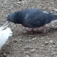 کبوتر دمیری آغ شاپر دیروز رفته|پرنده|ارومیه, |دیوار