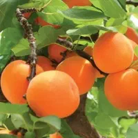 نهال زردآلو قیصی