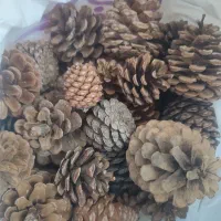 کاج