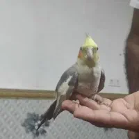 عروس هلندی  نر|پرنده|خان ببین, |دیوار